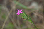 Deptford pink